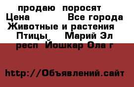 продаю  поросят  › Цена ­ 1 000 - Все города Животные и растения » Птицы   . Марий Эл респ.,Йошкар-Ола г.